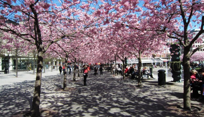 Kungsträdgården Körsbärsträden blommar 2013