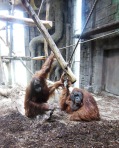 Furuviksparken, Orangutanger