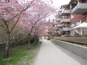 Körsbärsträden blommar i Skarpnäck, april 2015