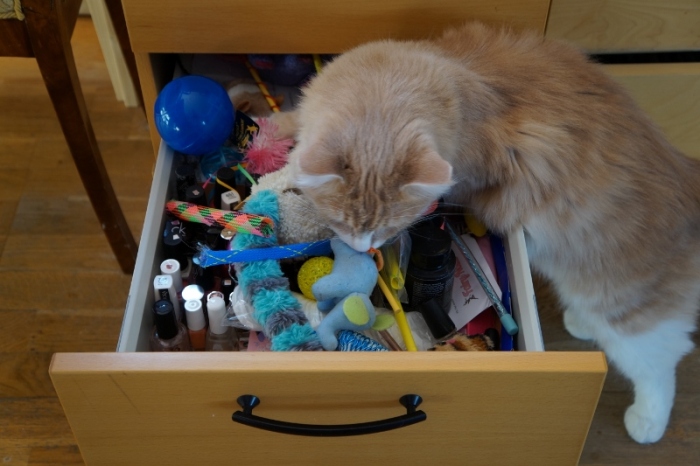 Katten väljer leksaker ur lådan med kattleksaker
