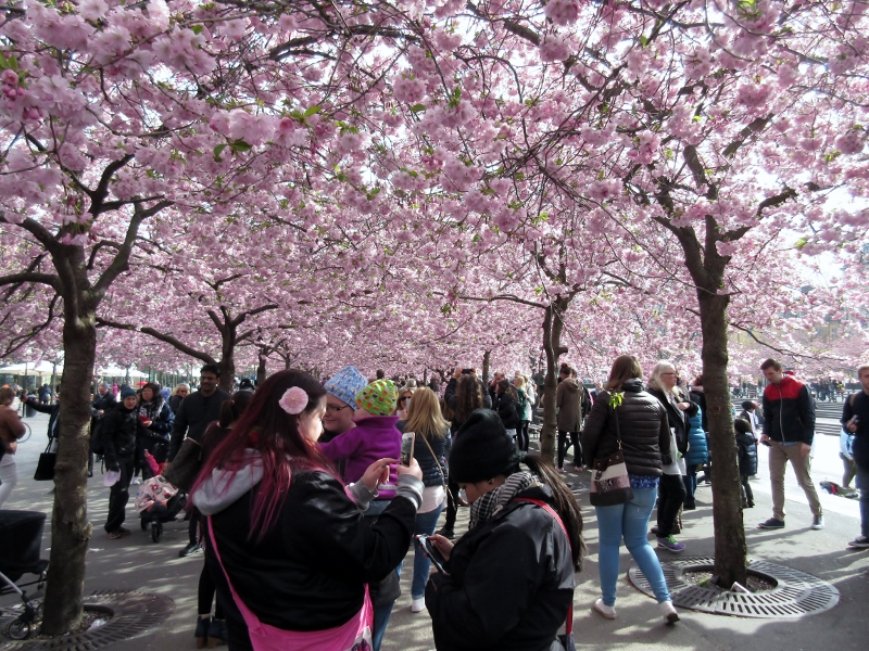 Körsbärsträden blommar i Kungsträdgården