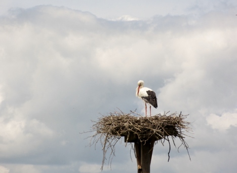 Fulltofta Storhägn, friflygande (vild) stork