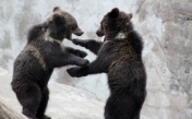 Björnungar som leker på Skansen