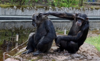 Furuviksparken, Schimpanser