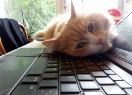 katt-ligger-pa-datorn