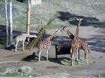 kolmarden-giraffer-fran-linbanan-safari-3